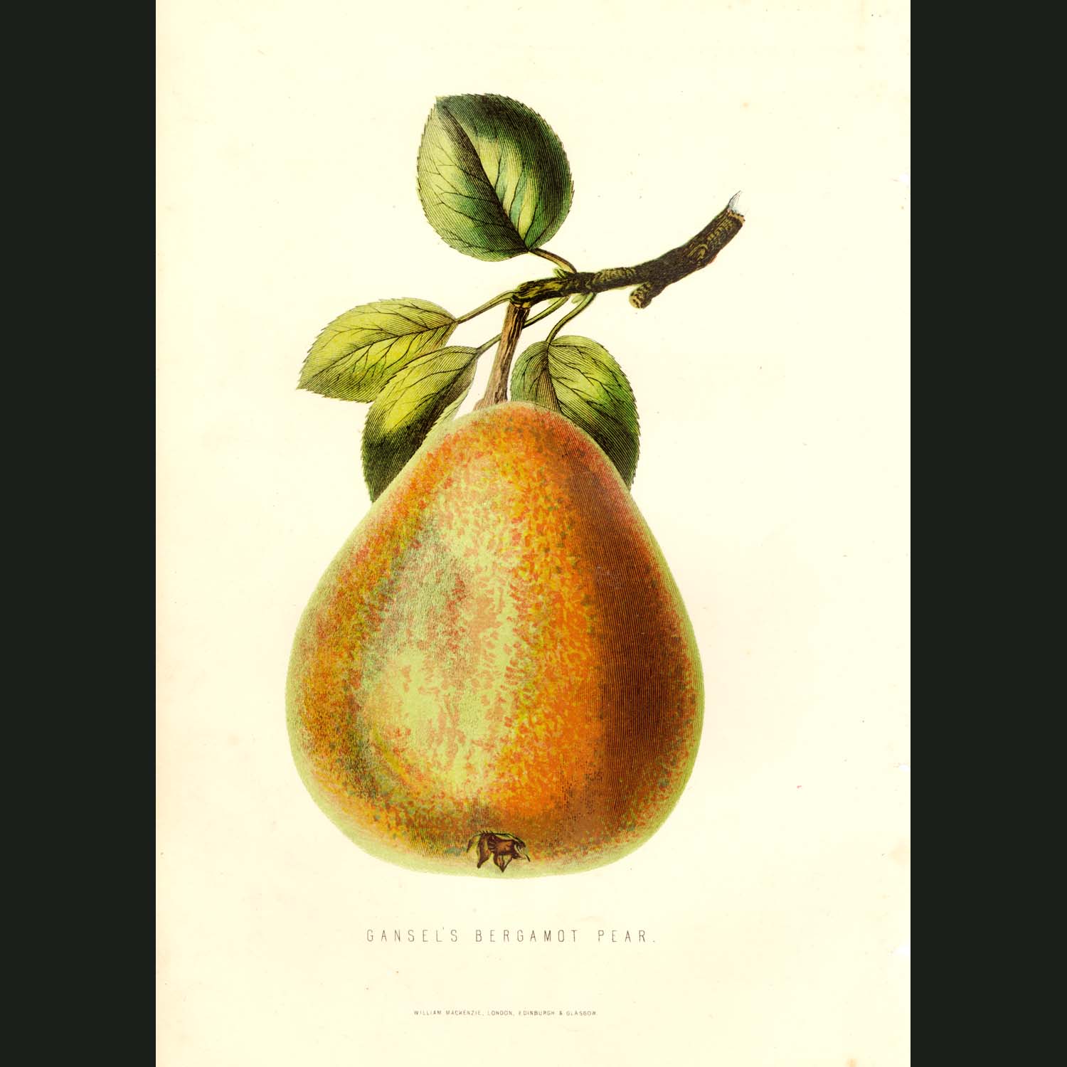 bergamot-pear-fine-art-print