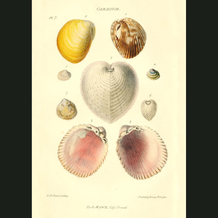 Cockle Or Heart Shells. Fine art print.