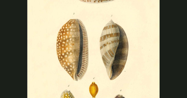 Cauri Shell Drawing Cowrie Shells. Fine art print.